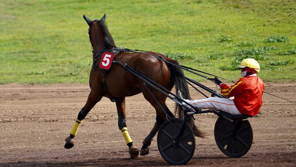 A jockey in red and yellow gear drives a harness racing horse on a track.